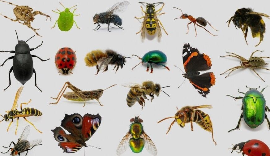 حشرات ناقل نه، اما عامل جابه‌جایی کرونا هستند