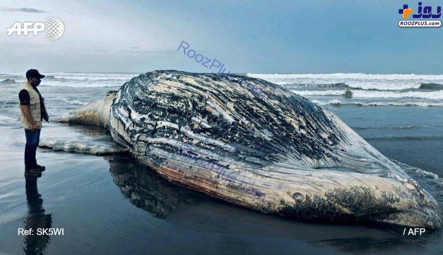 لاشه نهنگ ۱۳ متری در ساحل+عکس