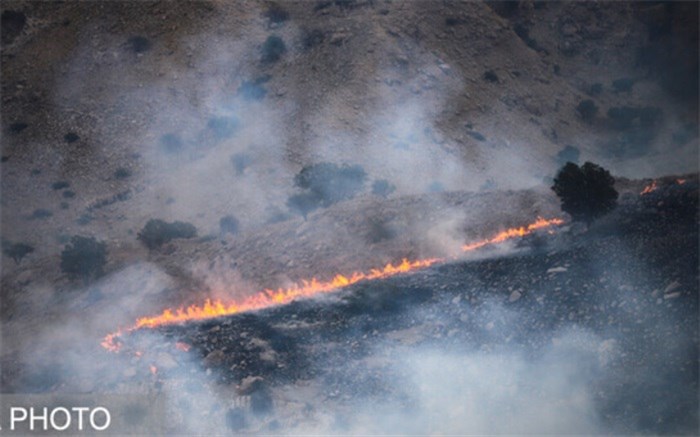 جنگل‌های سوخته زاگرس احیا می‌شوند؟
