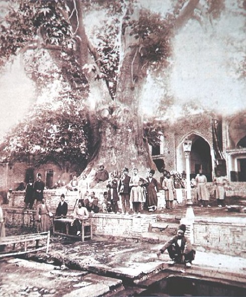 چنار کهنسال امامزاده صالح در دوره قاجار 