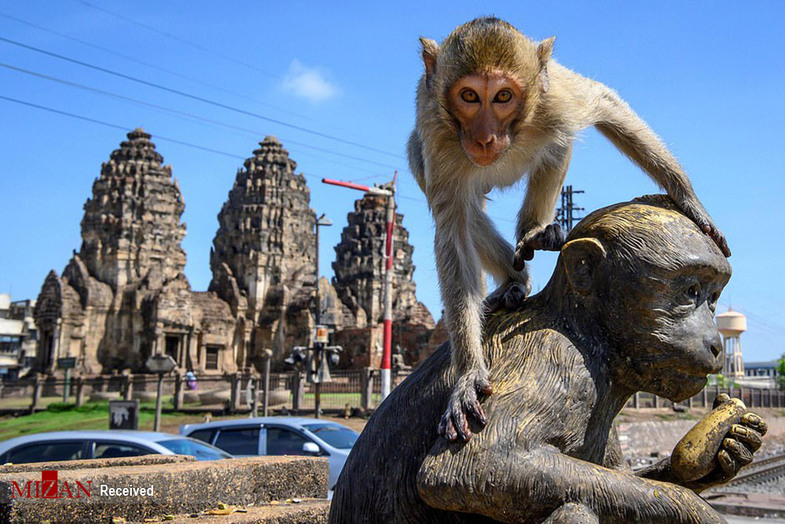 شهر میمون‌ها در تایلند +عکس