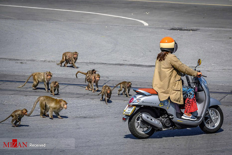 شهر میمون‌ها در تایلند +عکس