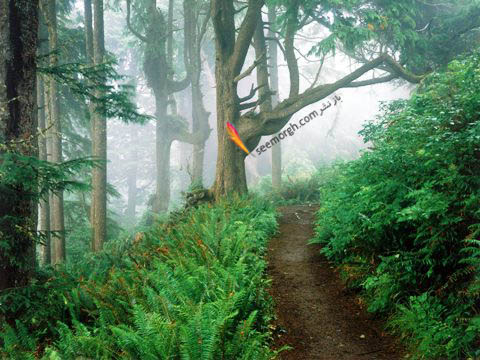 مسیر باریک و مه آلود در میان درختان