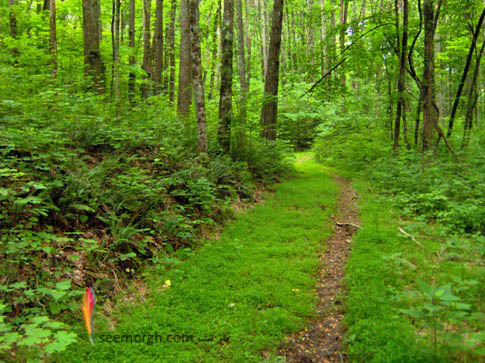 مسیر سبز در میان جنگل