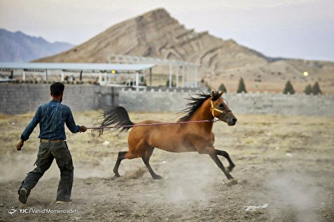 گزارش تصویری از پرورش و نگهداری اسب های اصیل
