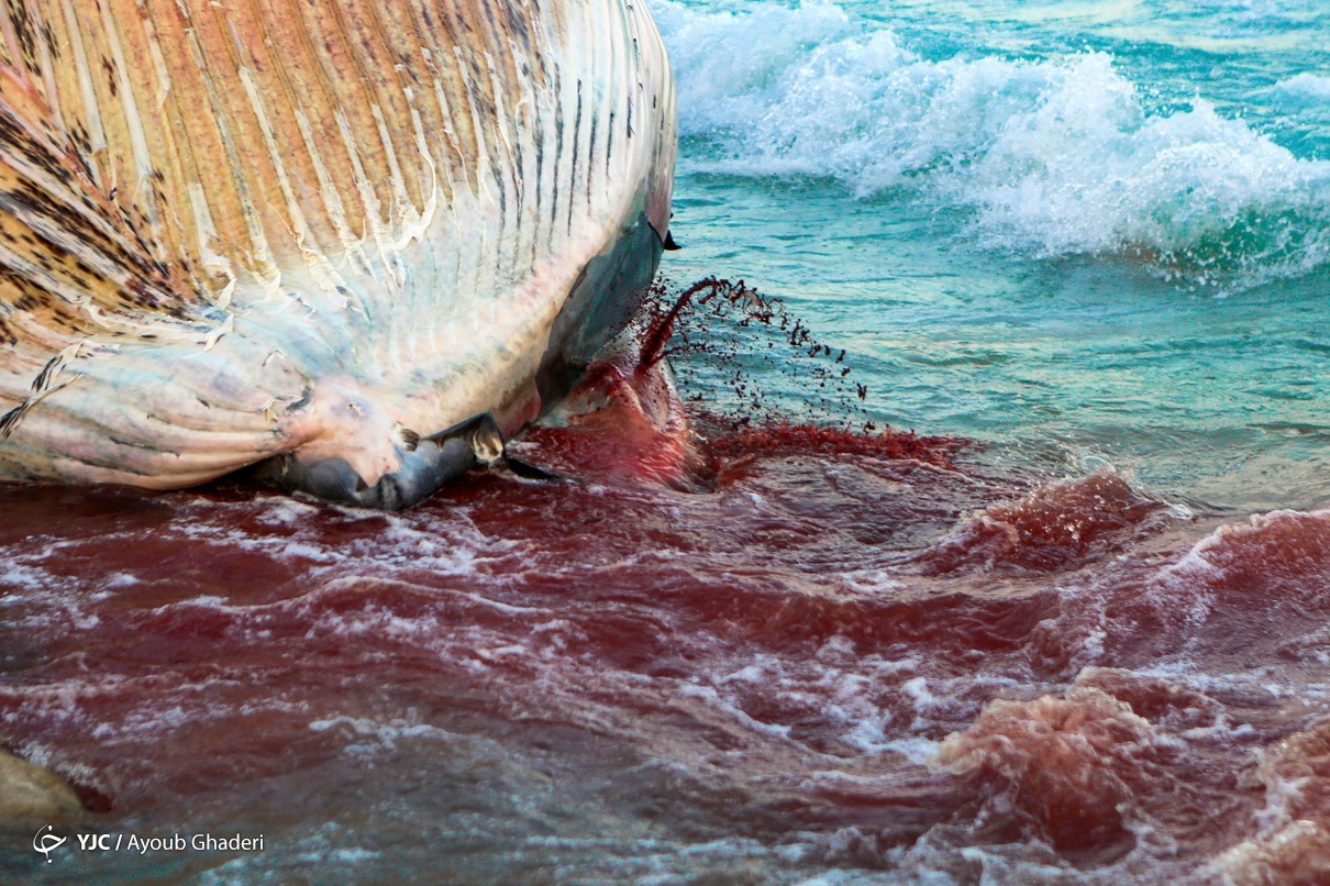 مرگ نهنگ غول پیکر در ساحل جزیره کیش + عکس