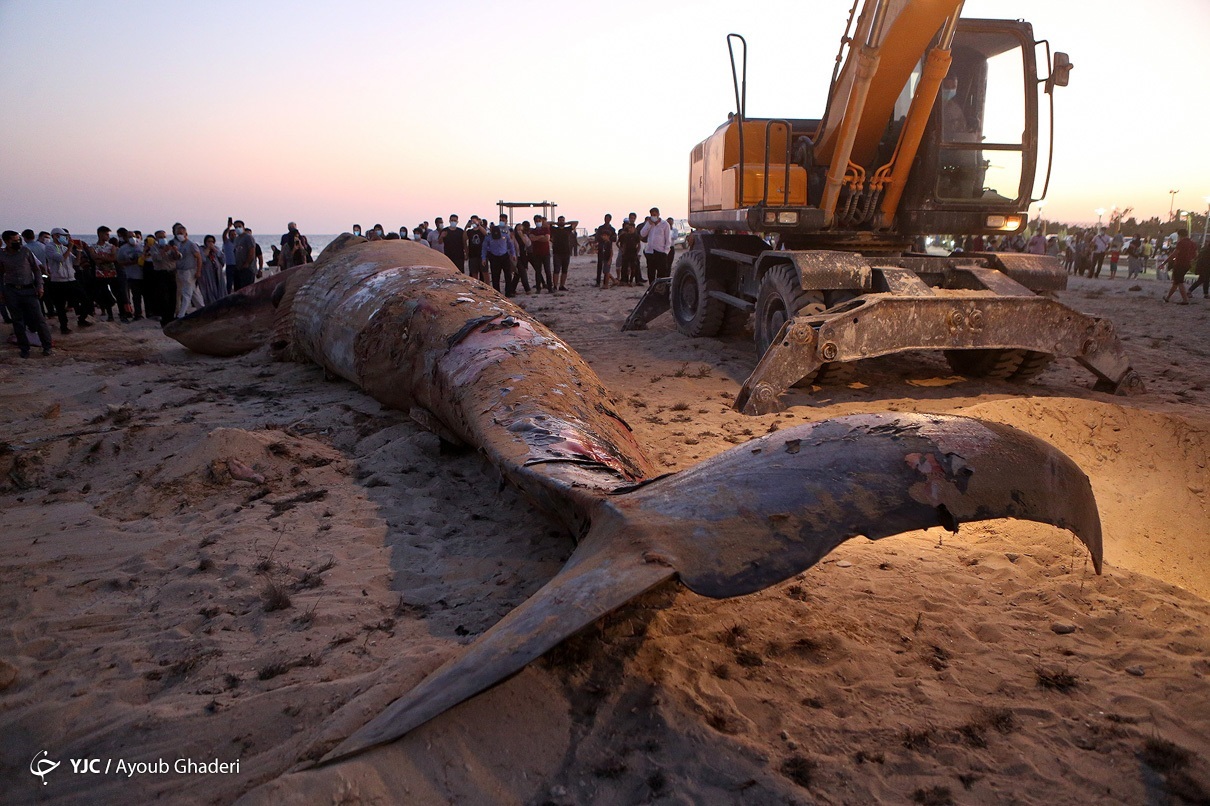 مرگ نهنگ غول پیکر در ساحل جزیره کیش + عکس