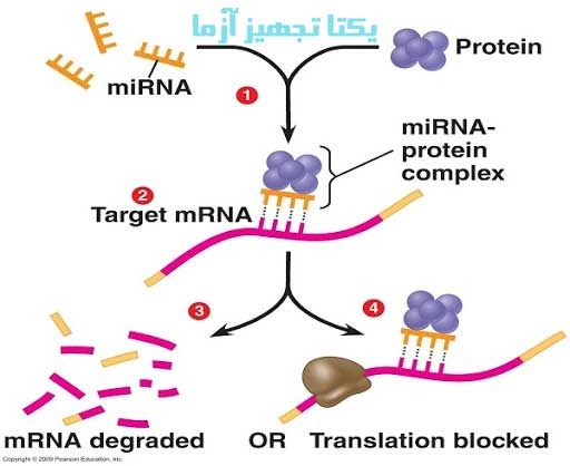 میکرو RNA