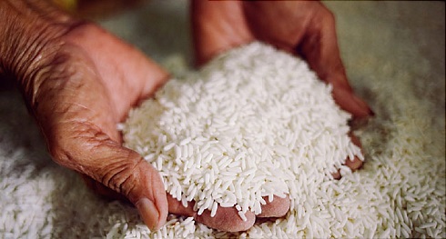 rice,برنج