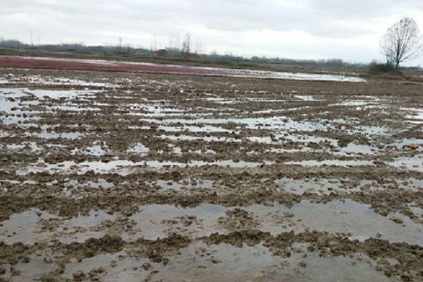 شخم زمستانه شالیزارهای مازندران زیرسایه گرانی برنج 