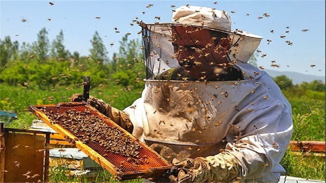 آغاز برداشت مرکبات در نوشهر/تولید ۱۰۰ هزار تنی عسل