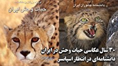 تلخی و شیرینی‌های یک عکاس حیات وحش/ از داستان‌های شنیدنی هنگام عکاسی، تا تصاویری از حیات وحش ایران که تا کنون ندیده‌اید (فیلم)