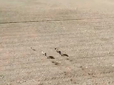 لحظه هیجان‌انگیز دنبال کردن خرگوش توسط دو سگ/ با پهباد فیلمبرداری شده (فیلم)