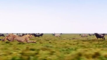 شکوه و زیبایی یک یوزپلنگ هنگام دویدن به دنبال شکار را ببینید (فیلم)