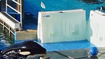 حیله باور نکردنی نهنگ سیاه برای شکار مرغ ماهیخوار آن‌هم در استخر (فیلم)