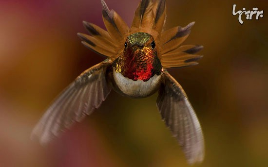 زیبایی‌های یک پرنده کوچک (+عکس)