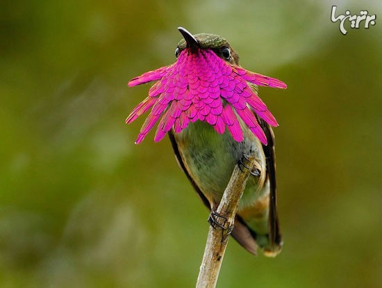 زیبایی‌های یک پرنده کوچک (+عکس)