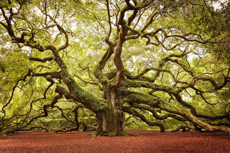 زیباترین و شگفت انگیز ترین درختان جهان + تصاویر