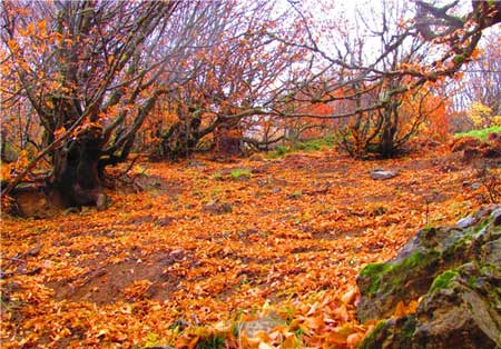 زیبایی دو چندان قدیمی‌ترین جنگل کشور در فصل پاییز + تصاویر