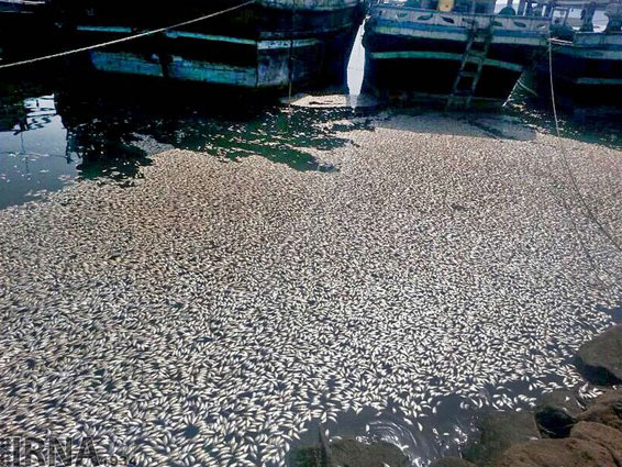 مرگ 3 تن ماهی ساردین در دریای عمان (+عکس)