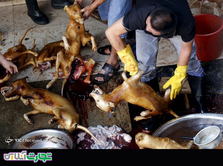جشنواره گوشت سگ در چین!