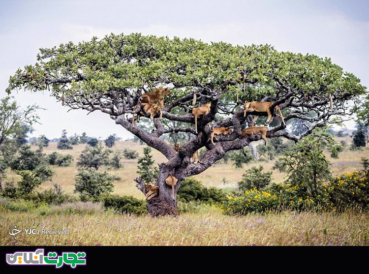 استراحت شیرها بر روی درخت