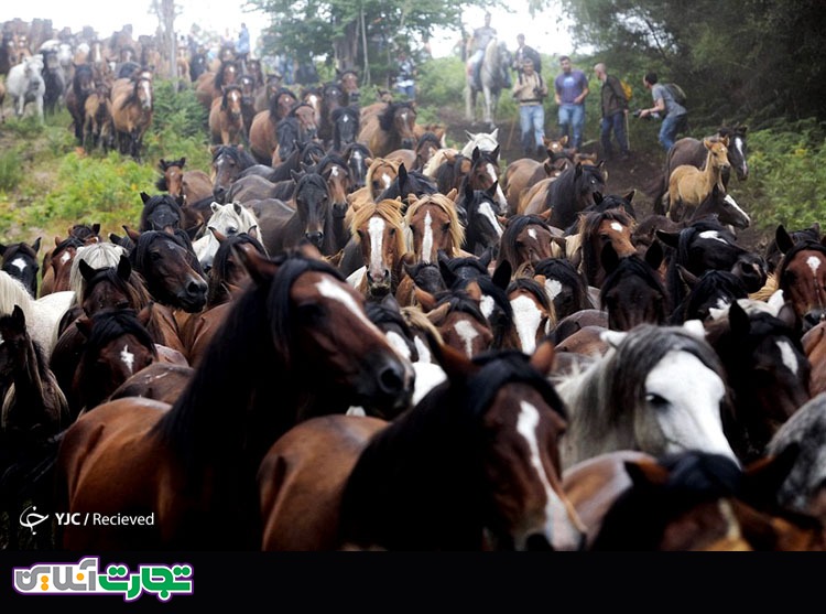 جشنواره اسب‌های وحشی در اسپانیا