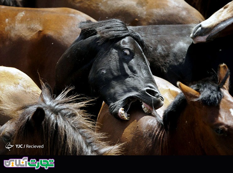جشنواره اسب‌های وحشی در اسپانیا