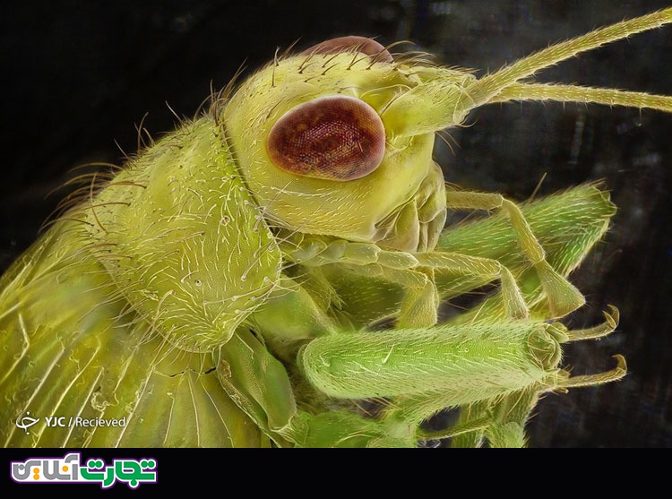 تصاویر جذاب ماکرو از حشرات