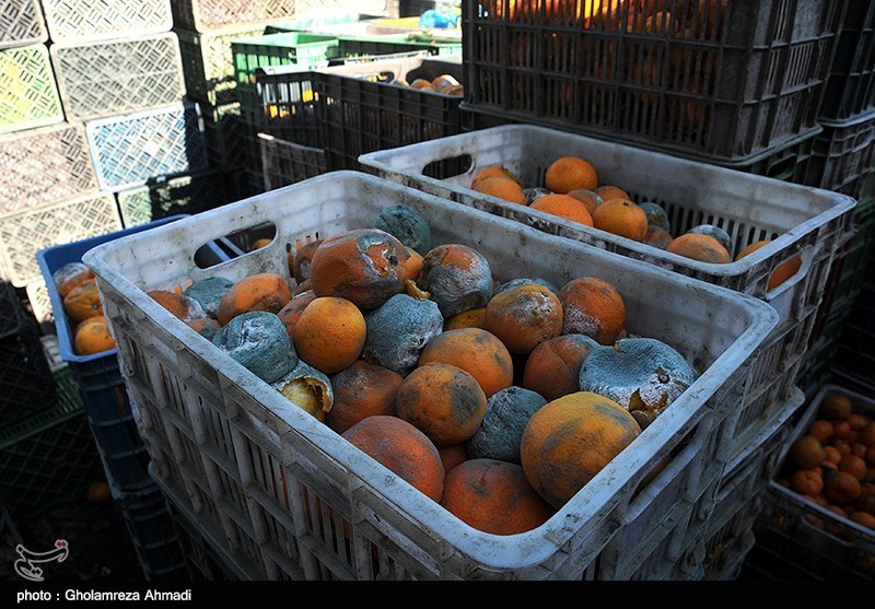 پرتقال‌های ایرانی در انبارها فاسد شد