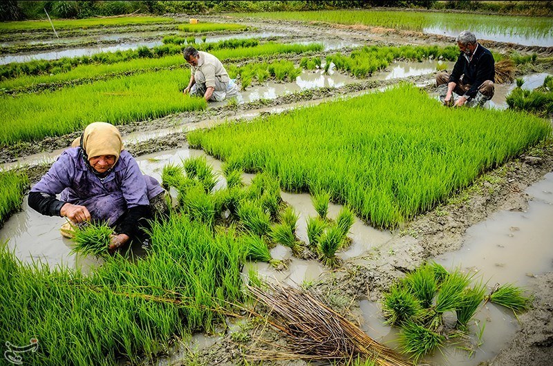 ماجرای مجوز برنج تراریخته به کجا رسید؟