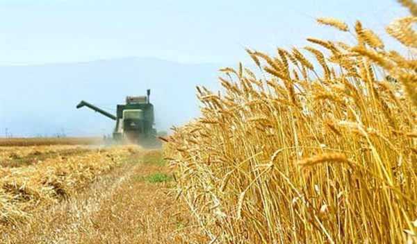 بانک کشاورزی بهای گندم را به حساب کشاورزان واریز کرد