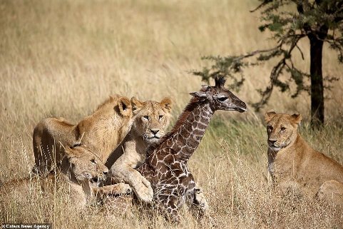 شکار بچه زرافه توسط شیر ها