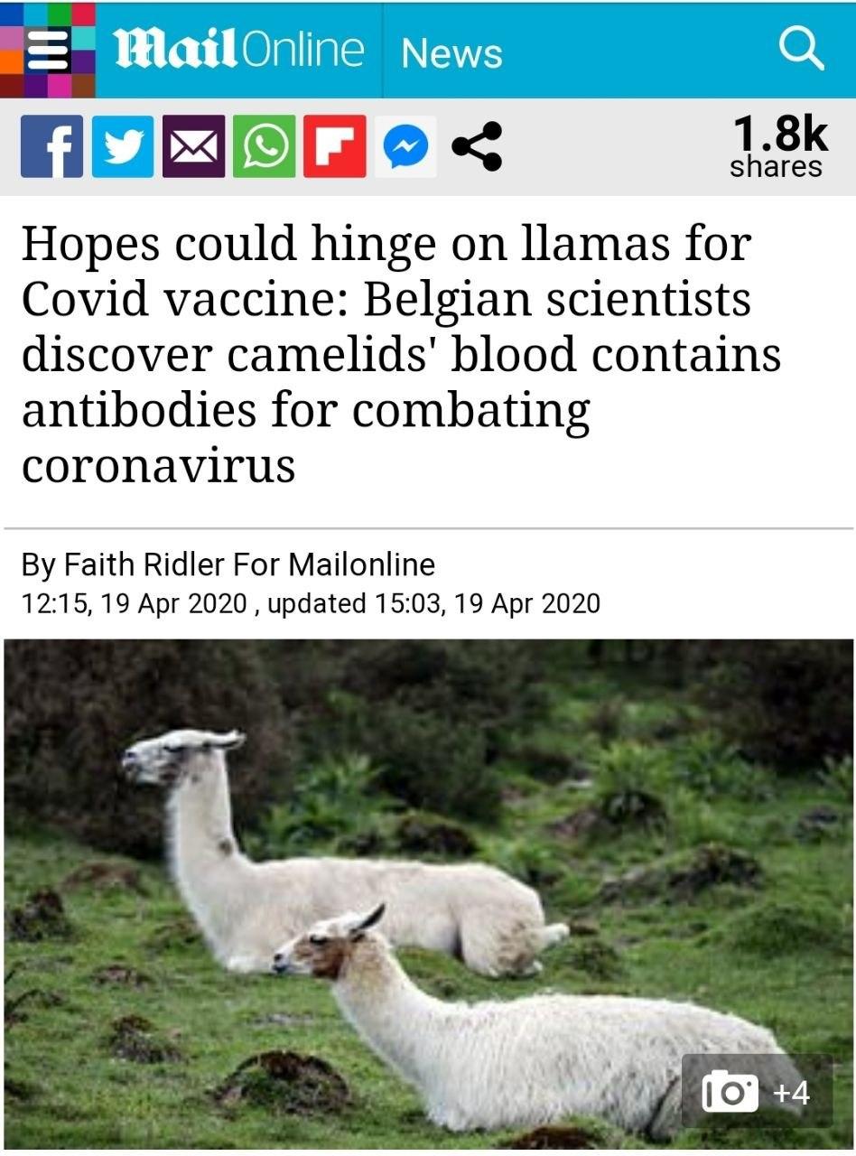 محققان بلژیکی: خون شتر حاوی آنتی بادی برای مبارزه با کرونا ویروس است