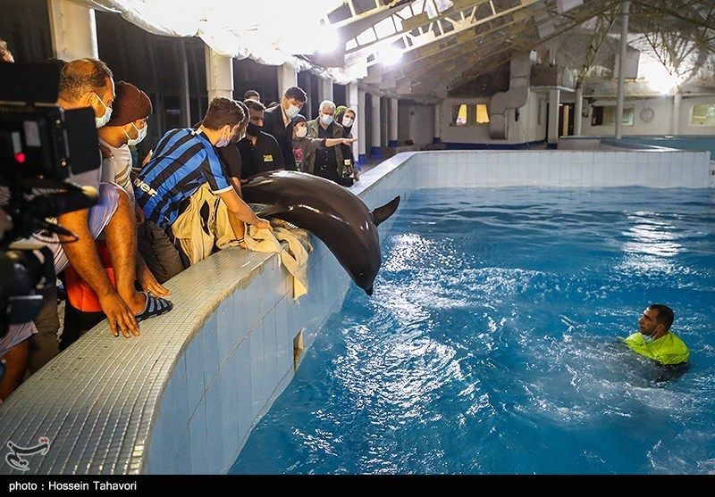 تصاویر: انتقال تنها دلفین برج میلاد به کیش