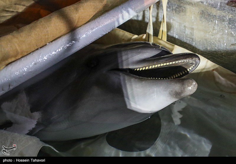 تصاویر: انتقال تنها دلفین برج میلاد به کیش