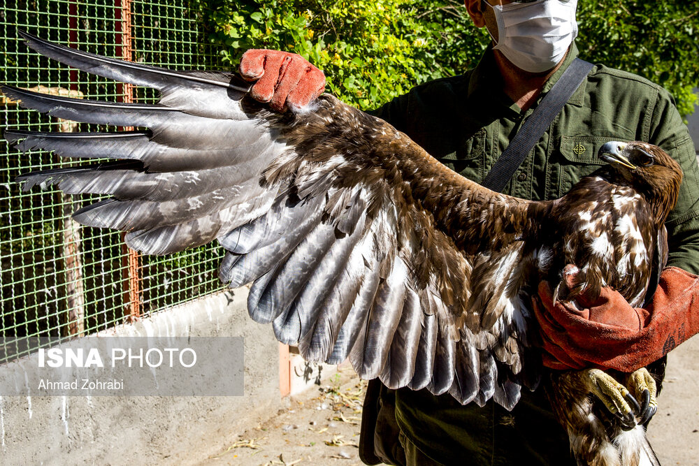تصاویر: رهاسازی پرندگان شکاری در قم