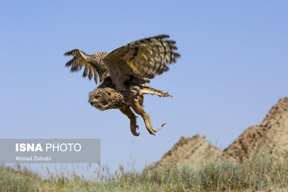 تصاویر: رهاسازی پرندگان شکاری در قم