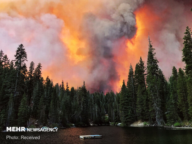 شدت گرفتن آتش سوزی جنگلهای کالیفرنیا