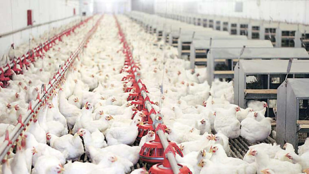 خبرخانم محبی////صنعت مرغداری در حال تعطیلی است/ زیان ماهانه تولیدکنندگان جوجه به ۳۰۰ میلیارد تومان رسید/ مرغداران رغبتی برای جوجه ریزی ندارد