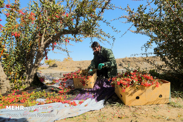 برداشت زرشک از باغات خراسان جنوبی