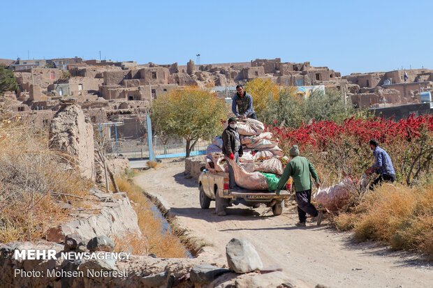 برداشت زرشک از باغات خراسان جنوبی