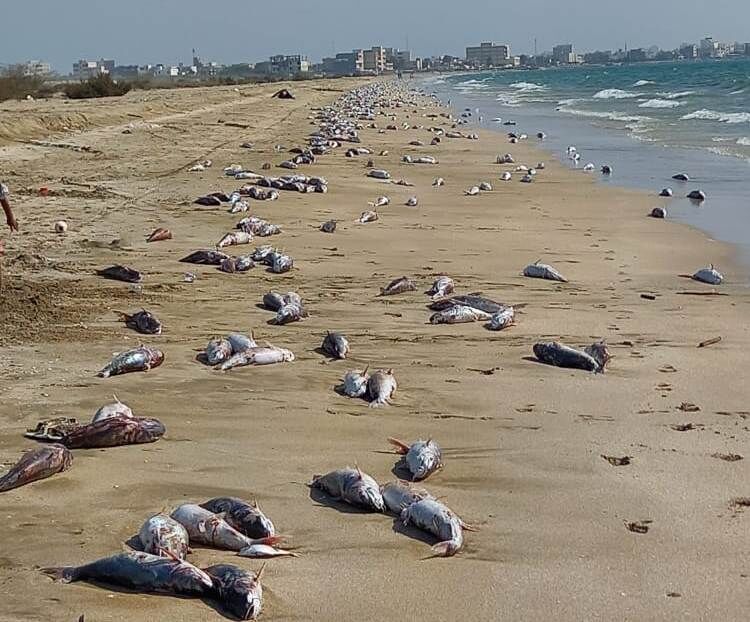 آلودگی نفتی، دلیل احتمالی مرگ ماهیان در سواحل جاسک هرمزگان