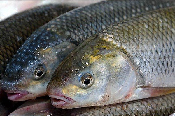 قیمت ماهی و کنسرو ماهی افزایش یافت