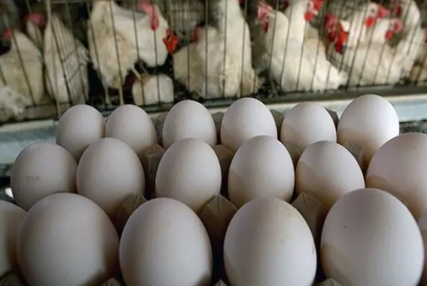 تخم مرغ کمیاب و گران شد!