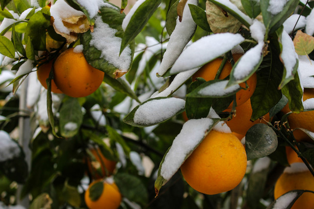 هشدار نارنجی هواشناسی؛ خطر یخ زدگی محصولات کشاورزی