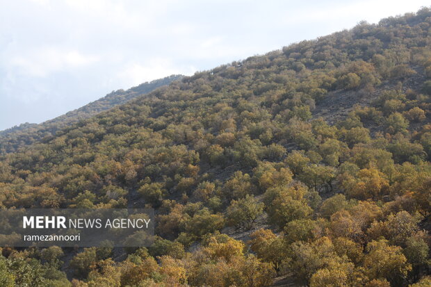 طبیعت دره«ارغوان» ایلام