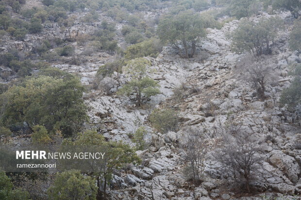 طبیعت دره«ارغوان» ایلام