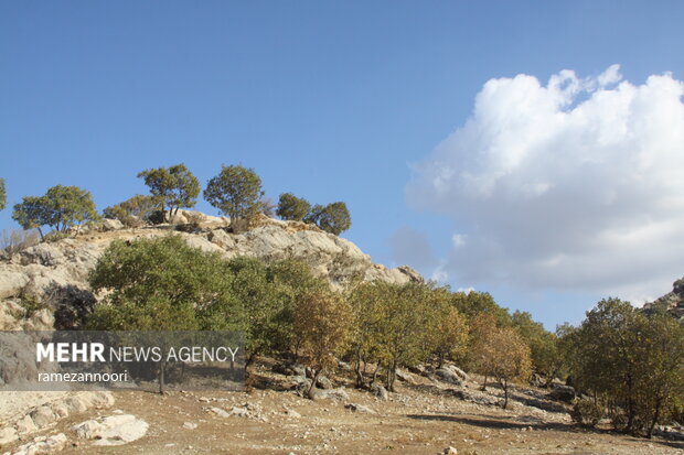 طبیعت دره«ارغوان» ایلام