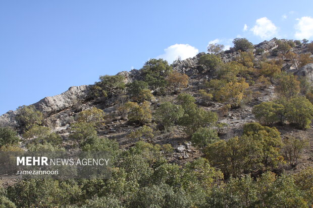 طبیعت دره«ارغوان» ایلام